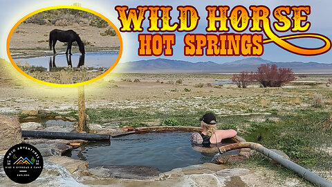 Wild Horse HOT SPRINGS | Nevada Wildlife Natural Watering Hole Horses Donkey Burro #wild #nv #spring
