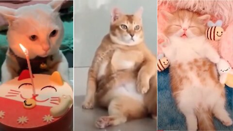 Best Cat TikToks 😍 Cat Memes Compilation😎