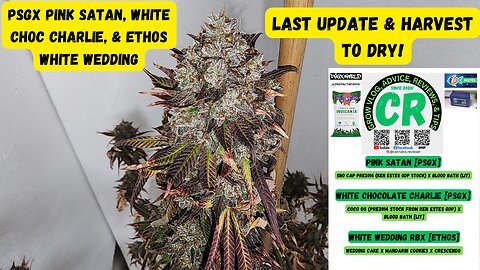 PSGX Pink Satan, White Choc Charlie, & Ethos White Wedding Medical Cannabis Last Update & Cut To Dry