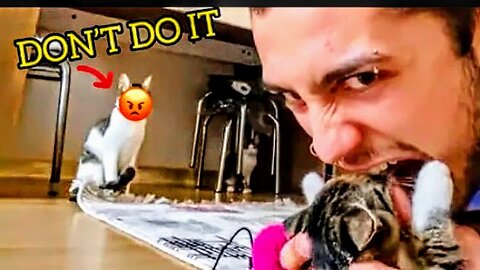 Cats slap there owners compilation | funny video🤣🤣🤣