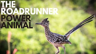 Roadrunner Power Animal
