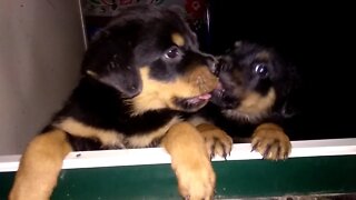 Rottweiler siblings- love and fight : Mr.Bolt Babies