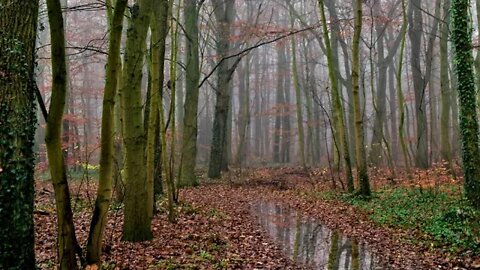 Rain in an autumn colored Liether forest in Elmshorn