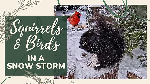 Birds and Squirrels in a Snowstorm