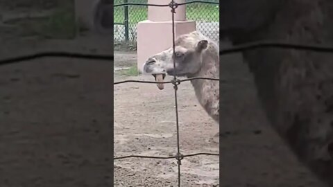 Derpy camel with it’s tongue out