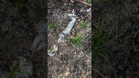 Cobra Catching TV: #Short video of Snake peeling its Skin of Saing Soeur snake