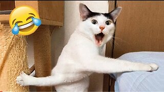 Funniest Animals 😂 Funny Cats and Dogs 2023 😺🐶 Part 15