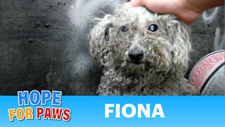 Please help Fiona see again. Surgery is urgently needed. Please share this video & Subscribe