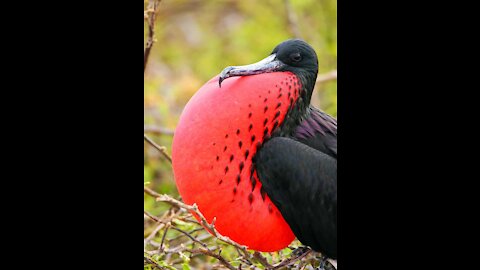 Very beautiful black-and-red birds