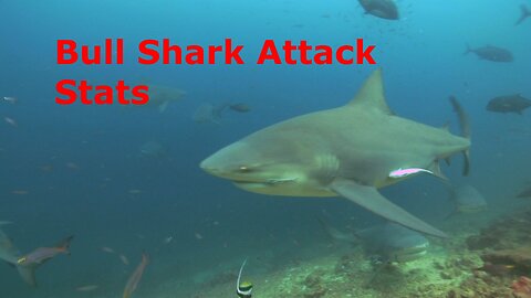 Bull Shark Attack Stats Covered to Date