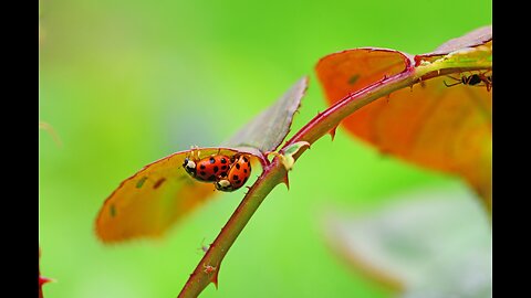 ladybug, Mating 😍😍 sex