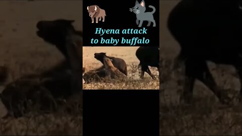 Hyena attack to baby Buffalo 🐃#shorts #youtubeshorts