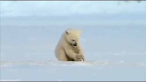 Polar Bear in Ice ❄ got surprised to see Seal | Seal accidentally scares baby Polar Bear 🐻