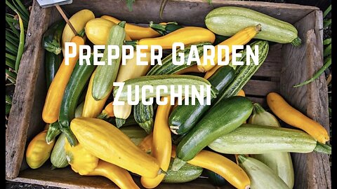 Prepper Garden: Grow Zucchini