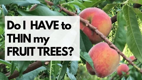 Do I HAVE to THIN my FRUIT TREES? Yes! I'll tell you when and how to thin peach trees in this video