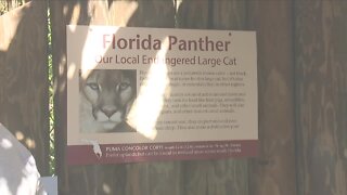 10th Annual Panther Festival