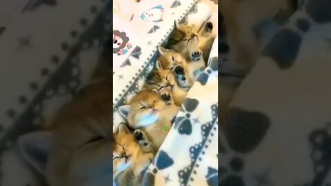 बहुत सारी प्यारी प्यारी छोटी बिल्लियां🙀Cute Kittens👈