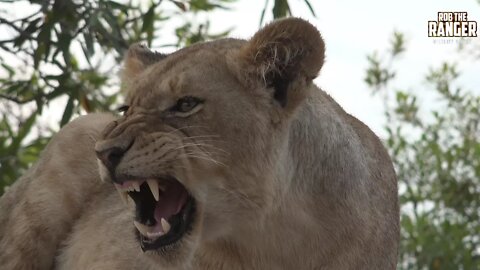 Daughters Of The Mapogo Lions - Rebuilding The Othawa Pride - 146: Young Lioness Posing