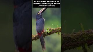 especie rara de tucaco