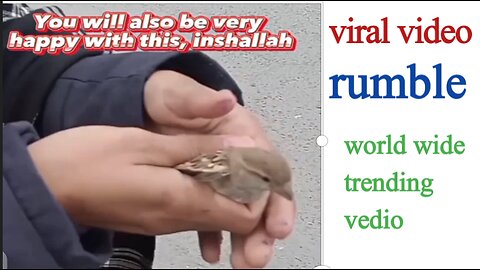 World wide Viral video sparrow ❤️ / rumble / trading vedio /