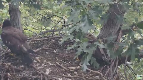 Hays Eagles 2 Juveniles visit nest Watch this fly off! 2021 07 21 10:07AM