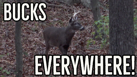 BIG BUCK Action! - BOWHUNTING a Cold Front