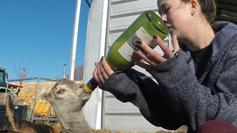 Violet the baby goat adorably drinks from bottle