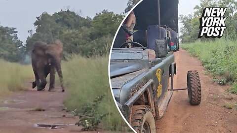 Angry elephant charges broken down safari truck