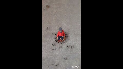 Baby vs ants