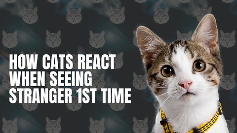 How Cats React When Seeing Stranger 1st Time - Running or Being Friendly 11?