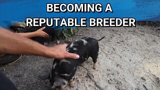 Idaho Pasture Piglets For Sale | Becoming A Reputable Breeder