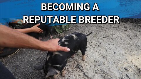 Idaho Pasture Piglets For Sale | Becoming A Reputable Breeder
