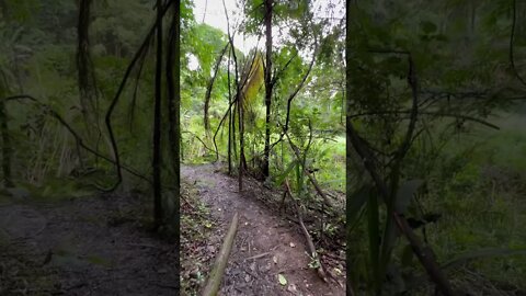 Trilha na Mata, Parque Olhos d’água, Brasília - DF