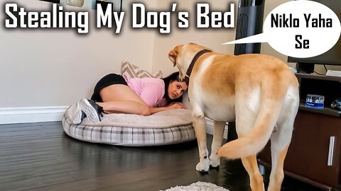 Stealing My Dog's Bed | Funny Dog Reaction