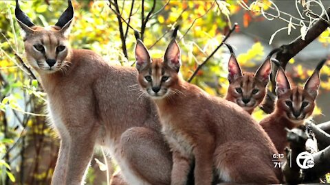 Police search for large African caracal on the loose in Royal Oak