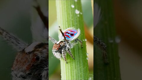 Peacock Spider Attracting a Mate #shorts #short