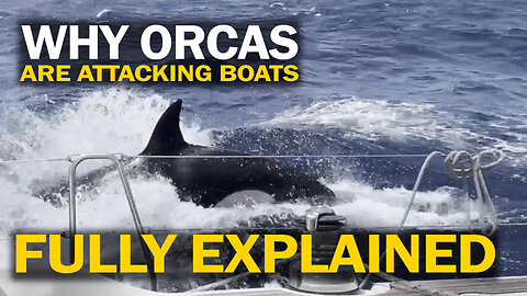 Orcas Sinking Ships Across the Globe - Killer Whales Attacking Boats Daily - Fully Explained