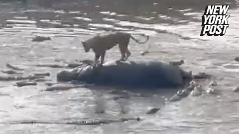 Lion vs. crocs! Predators clash over deliciously dead hippo