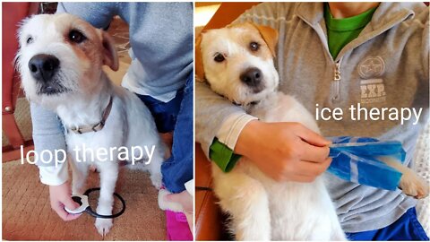 Ares hurt his dog leg: do a limp diagnosis with ice and loop therapy