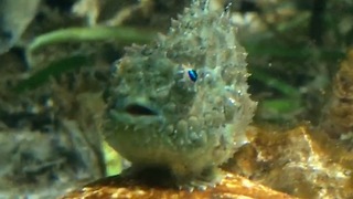 Adorable Lumpsucker Fish- He Swims Like a Bumblebee