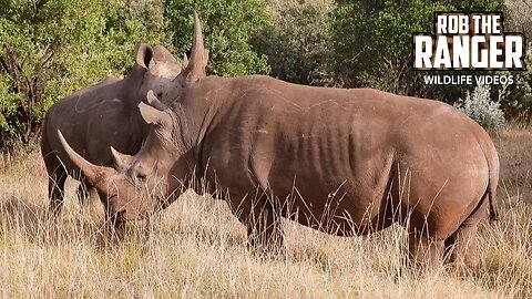 Getting Close To Rhinos On Safari! | Lalashe Maasai Mara Safari