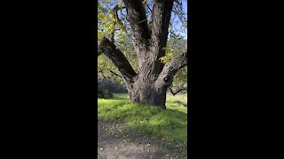 Tree branches spread like wings