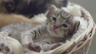 gatinhos bonitinhos e fofinhos