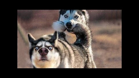 Funny Animals 2023 That Will Keep You Laughing For Hours😍Funniest Animals Videos