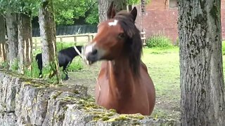Horse eating a stick