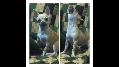 Funny Chihuahua Dog howls like a Wolf when the phone rings!