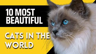 10 Most Beautiful cats in the world