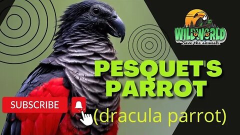 Pesquet’s Parrot (Dracula Parrot)