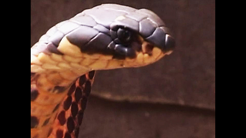 Nigerian Snake Charmer