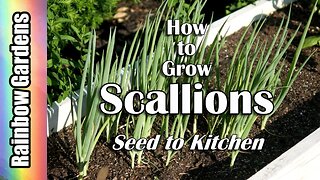 How to Grow Scallions, Seed to Kitchen! (bunching onions, green onions)